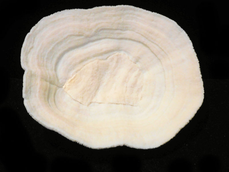 Halomitra pileus 7 ½” Wide x 6 ½” tall. "Bowl Coral" #700476