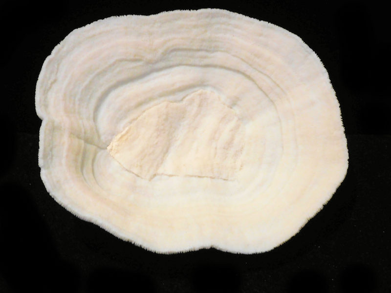 Halomitra pileus 7 ½” Wide x 6 ½” tall. "Bowl Coral" #700476 Halomitra pileus 7 ½” Wide x 6 ½” tall. "Bowl Coral" #700476