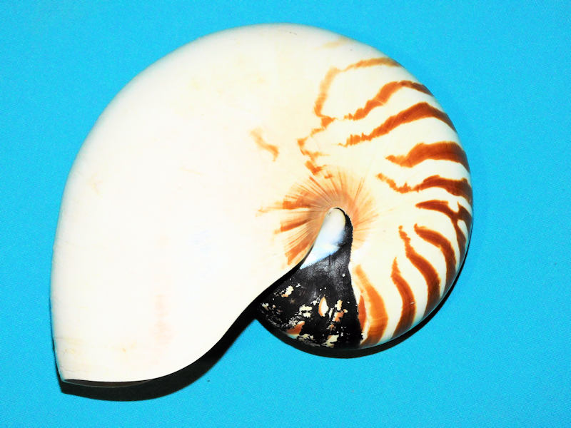 Nautilus pompilius 6 7/8” or 174.08mm."OLD Collection" #700479