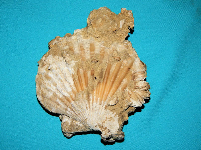 Chesapecten middlesexensis f. ceccae 5”-Rare-Lot#16494 Chesapecten middlesexensis f. ceccae 5”-Rare-Lot#16494