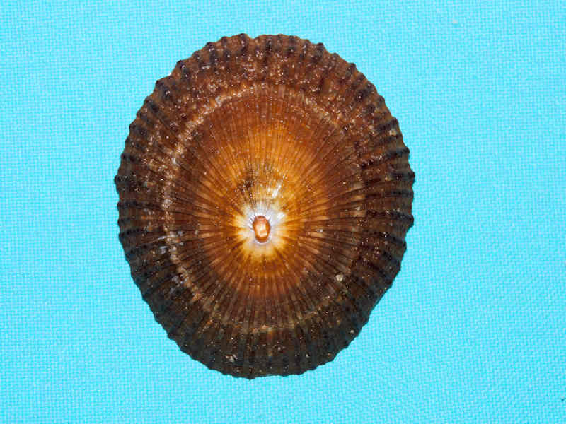 Nacellidae