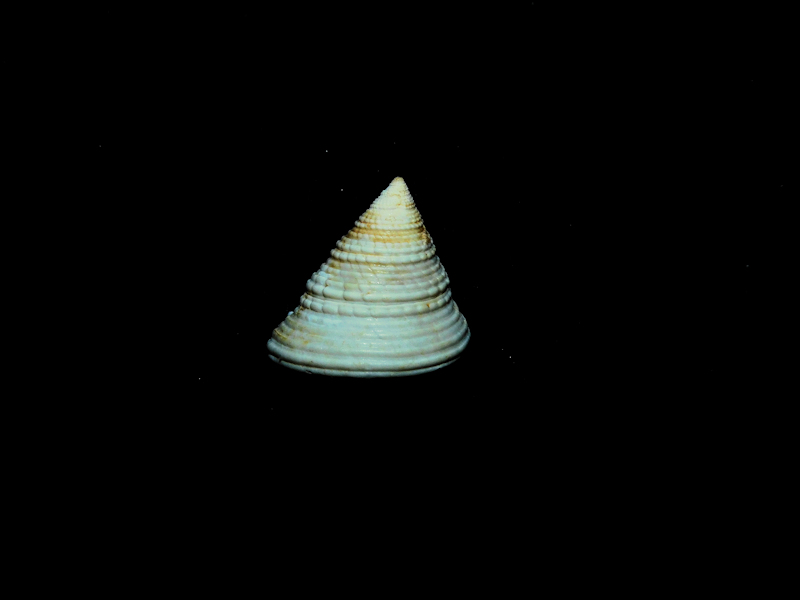 Calliostoma ceramicum 14.94mm. "Rare Chipola" #17211