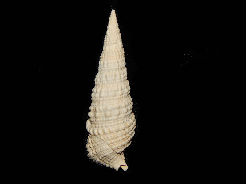 Cerithidae