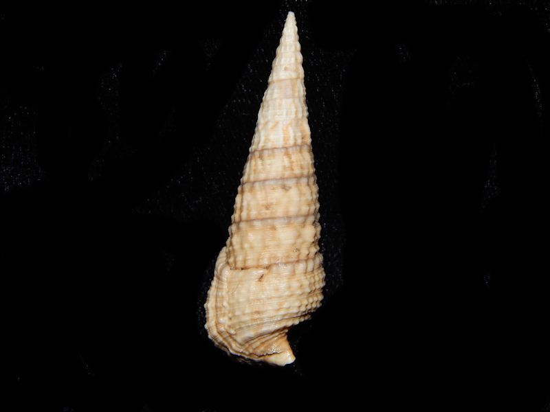 Cerithioclava caloosaense-Ft Denaud Member-Lot # 10386 Cerithioclava caloosaense-Ft Denaud Member-Lot # 10386