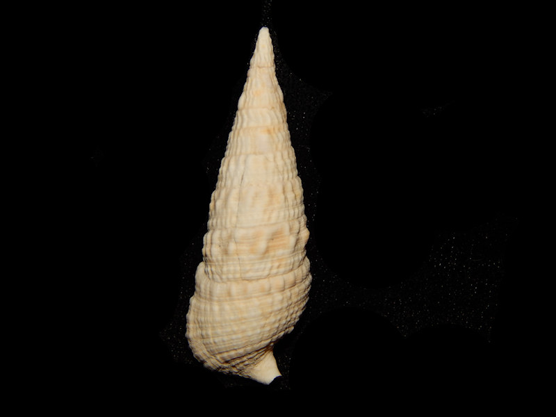 Cerithioclava caloosaensis 2”-Ft Denaud Member-Lot#13023 Cerithioclava caloosaensis 2”-Ft Denaud Member-Lot#13023