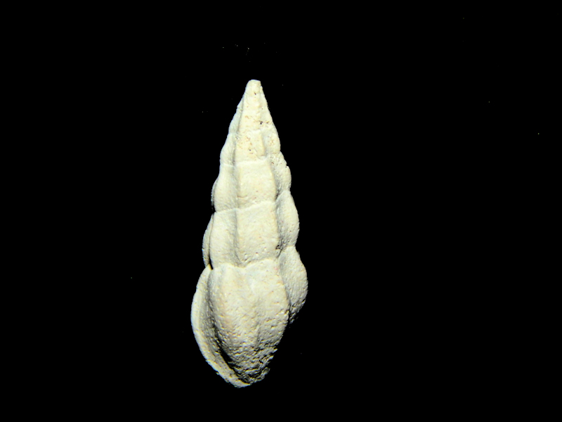 Cerodrillia simpsoni reticostata 17.16mm.Golden Gate Rare #16965 Cerodrillia simpsoni reticostata 17.16mm.Golden Gate Rare #16965