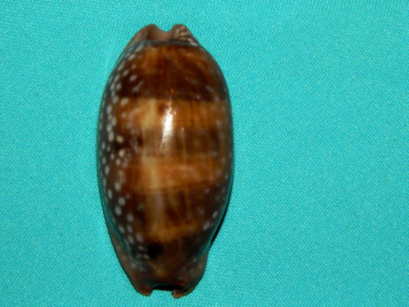 Lorenzicypraea cervinetta cervinetta 2 3/4”-Costa Rica-Lot#16167 Lorenzicypraea cervinetta cervinetta 2 3/4”-Costa Rica-Lot#16167