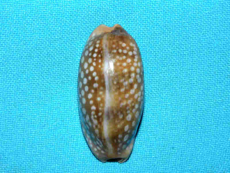 Macrocypraea cervinetta 1 3/4” or 43.00mm."West Panama" LOT#901304JB. (image for) Macrocypraea cervinetta 1 3/4” or 43.00mm."West Panama" LOT#901304JB.