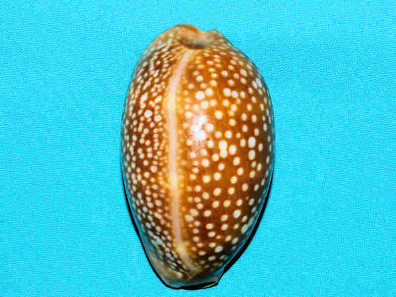 Macrocypraea cervus 3 5/8” or 88.02mm. "Gorgeous Color" LOT#901240JB (image for) Macrocypraea cervus 3 5/8” or 88.02mm. "Gorgeous Color" LOT#901240JB