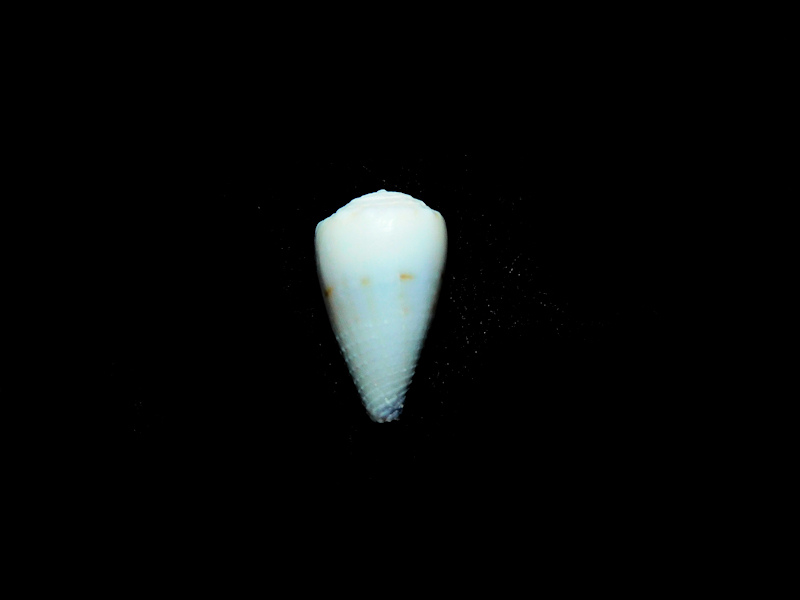 Harmoniconus musicus ceylanensis 12.52mm.Phuket-Lot#16821 Harmoniconus musicus ceylanensis 12.52mm.Phuket-Lot#16821