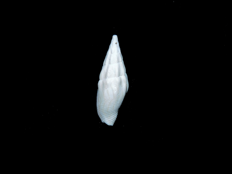 Anachis chariessa 23.65mm. Brantley Pit #17461 Anachis chariessa 23.65mm. Brantley Pit #17461