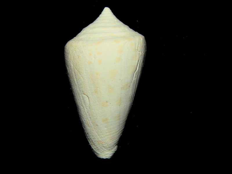 Calusaconus spuroides charnyi 2"-Brantley Pit-Lot#16636 Calusaconus spuroides charnyi 2"-Brantley Pit-Lot#16636