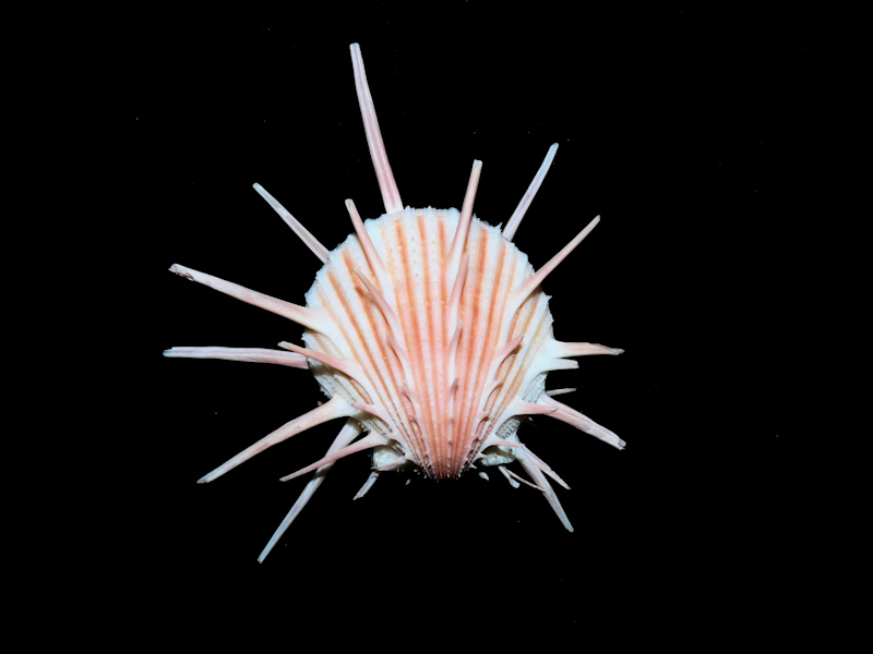 Spondylus imperialis 3 3/8” or 82.05mm. "Lovely"#700027 Spondylus imperialis 3 3/8” or 82.05mm. "Lovely"#700027