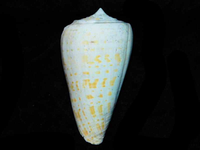 Lindaconus cherokus 3 3/8” or 83.49mm."Giant"#17736 Lindaconus cherokus 3 3/8” or 83.49mm."Giant"#17736