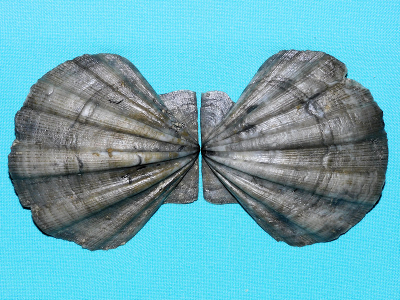 Chesapecten quinarius 3” or 76.59mm wide."Ultra-Rare"#800105 - Click Image to Close