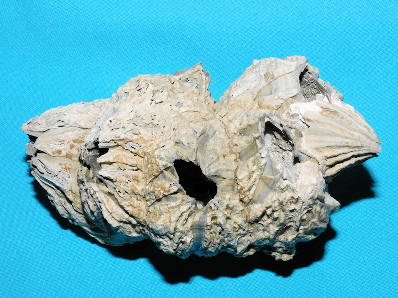 Chesaconcavus tamiamiensis 5 /58”& 140.52mm.Rare Cluster#800002