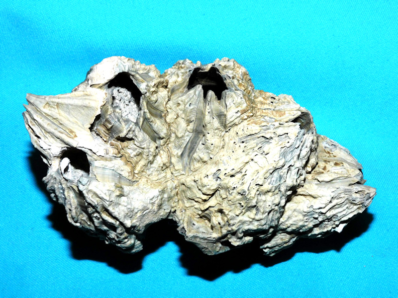 Chesaconcavus tamiamiensis 5 /58”& 140.52mm.Rare Cluster#800002 - Click Image to Close