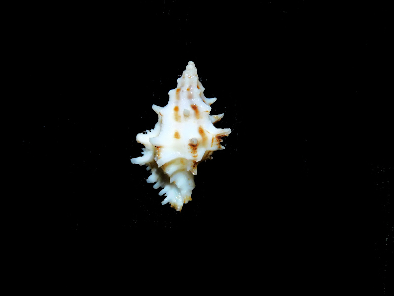 Murexsul chesleri 17.89mm. Roatan Island Lot#16832 Murexsul chesleri 17.89mm. Roatan Island Lot#16832