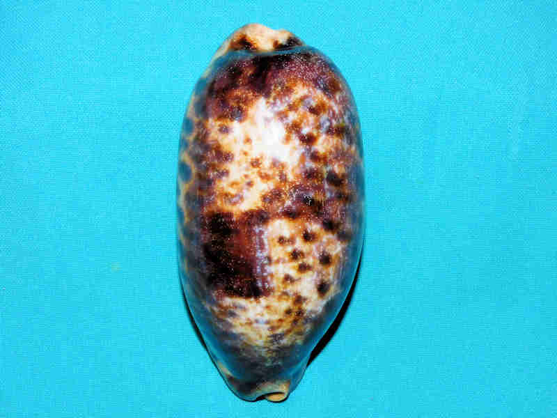 Chelycypraea testudinaria 4 ¾” or 117.77mm."Quite Large" LOT#901233JB (image for) Chelycypraea testudinaria 4 ¾” or 117.77mm."Quite Large" LOT#901233JB