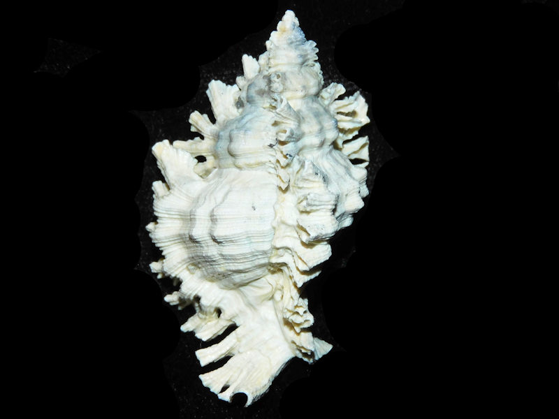 Chicoreus floridanus 2 1/2” or 62.46mm."Superb" LOT#700982G (image for) Chicoreus floridanus 2 1/2” or 62.46mm."Superb" LOT#700982G