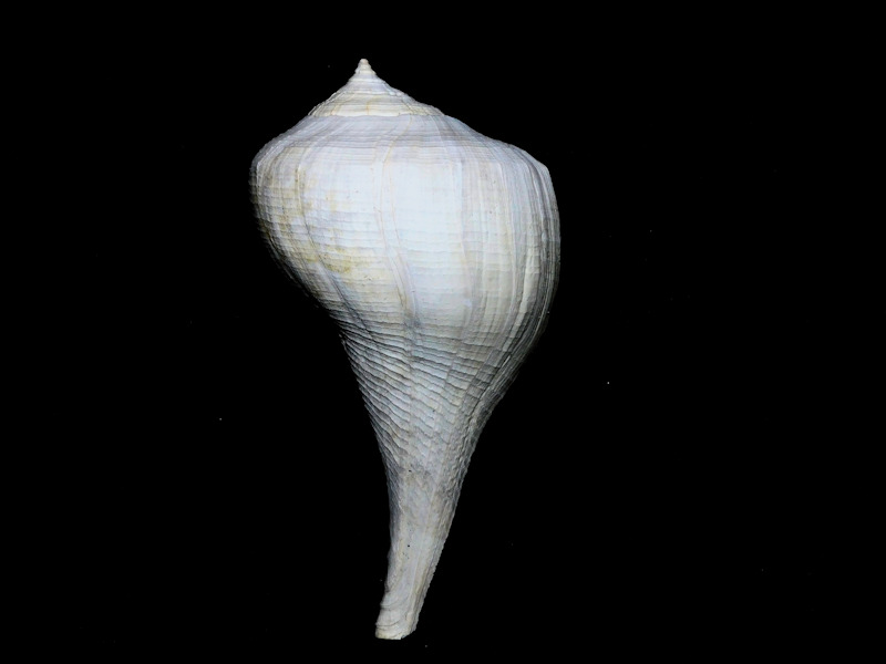 Sinistrofulgur roseae 4 1/2" or 112.14mm. PBA Choice #16924 Sinistrofulgur roseae 4 1/2" or 112.14mm. PBA Choice #16924