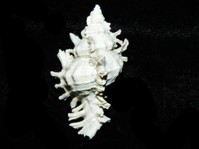 Chicoreus stephensae 1 7/8” or 47.90mm."Superb Fossil" LOT#Chicoreus stephensae 1 7/8” or 47.90mm. (image for) Chicoreus stephensae 1 7/8” or 47.90mm."Superb Fossil" LOT#Chicoreus stephensae 1 7/8” or 47.90mm.