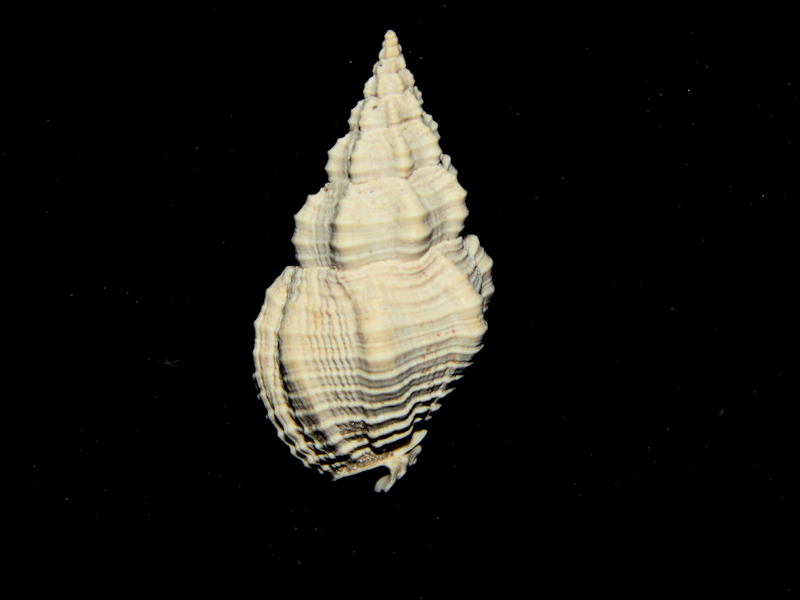 Phos chipolanus 21.57mm.-Superb Chipola Lot#16784 Phos chipolanus 21.57mm.-Superb Chipola Lot#16784