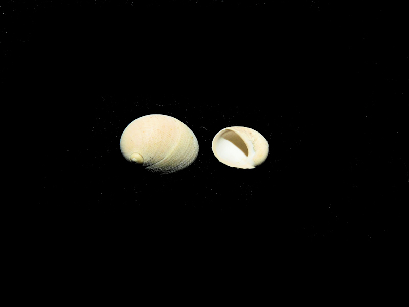 Sinum chipolanum 11.24mm & 8.22mm."Rare" #17215 Sinum chipolanum 11.24mm & 8.22mm."Rare" #17215
