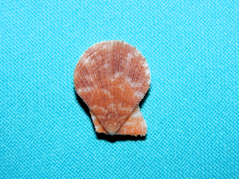 Chlamys (Pecten) tincta 20.51mm.Gorgeous #16951 Chlamys (Pecten) tincta 20.51mm.Gorgeous #16951