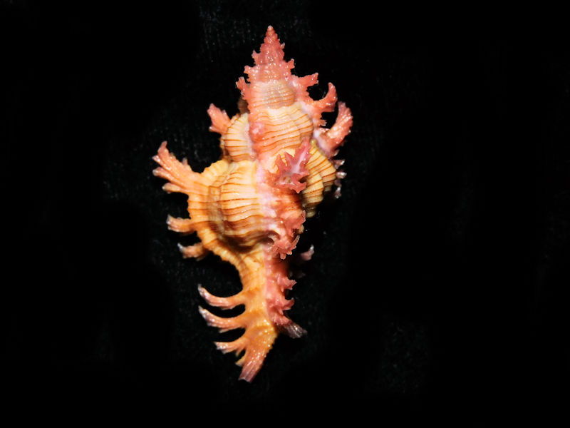 Chicoreus nobilis 1 ¾” or 42.45mm. w/o "Gorgeous" #700451