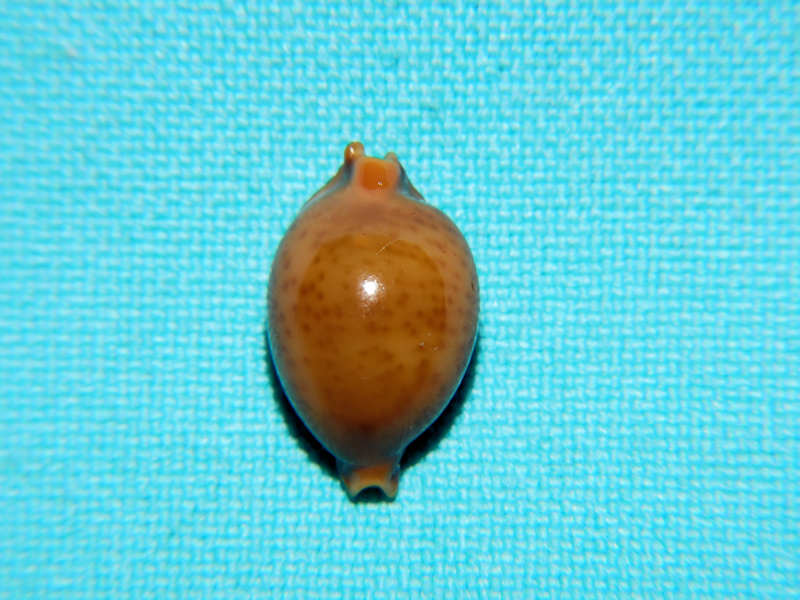 Pustularia globulus sphaeridium 17.32mm."Chocolate" #700189 - Click Image to Close