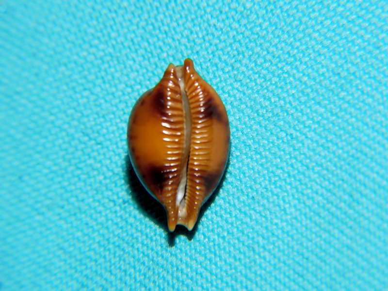 Pustularia globulus sphaeridium 17.32mm."Chocolate" #700189 - Click Image to Close