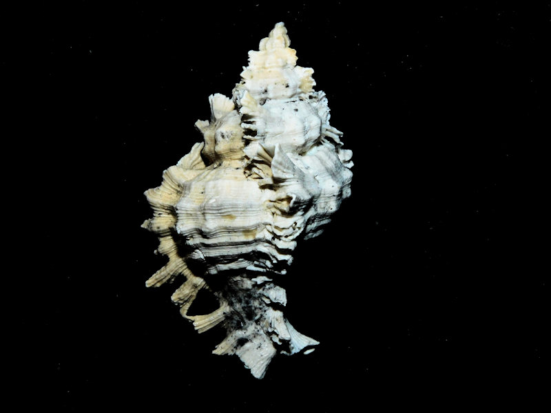 Chicoreus floridanus 2 5/8” or 62.50mm."Lovely"#600166 Chicoreus floridanus 2 5/8” or 62.50mm."Lovely"#600166