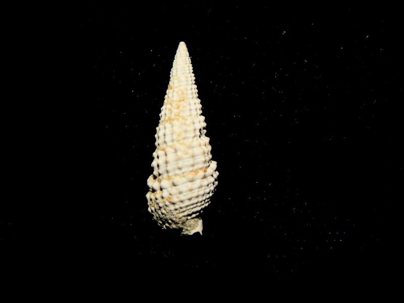 Rhinoclavis (Ochetoclava) chipolana 18.35mm.-Rare-Lot#16761 Rhinoclavis (Ochetoclava) chipolana 18.35mm.-Rare-Lot#16761