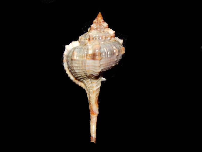 Vokesimurex chrysostoma 2 ¼”-Margarita Island-Lot#11511 Vokesimurex chrysostoma 2 ¼”-Margarita Island-Lot#11511
