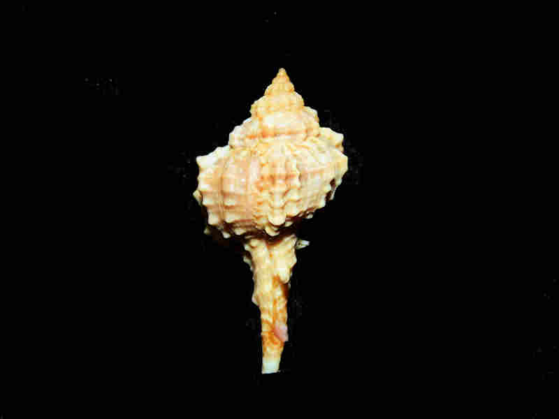 Vokesimurex chrysostoma 1 5/8” or 36.80mm. w/o Margarita Island Lot#17929 (image for) Vokesimurex chrysostoma 1 5/8” or 36.80mm. w/o Margarita Island Lot#17929