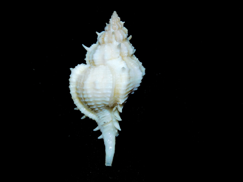 Siratus ciboney 1 ¾” or 46.07mm. w/o. Guadeloupe #700054 Siratus ciboney 1 ¾” or 46.07mm. w/o. Guadeloupe #700054
