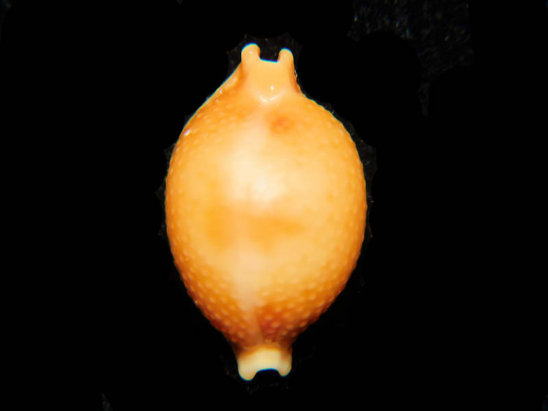 Pustularia cicercula 21.45mm."Superb Large" Lot#17893 (image for) Pustularia cicercula 21.45mm."Superb Large" Lot#17893