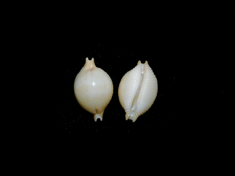 Pustularia cicercula(2) 15.26mm &14.95mm."Superb"#17341