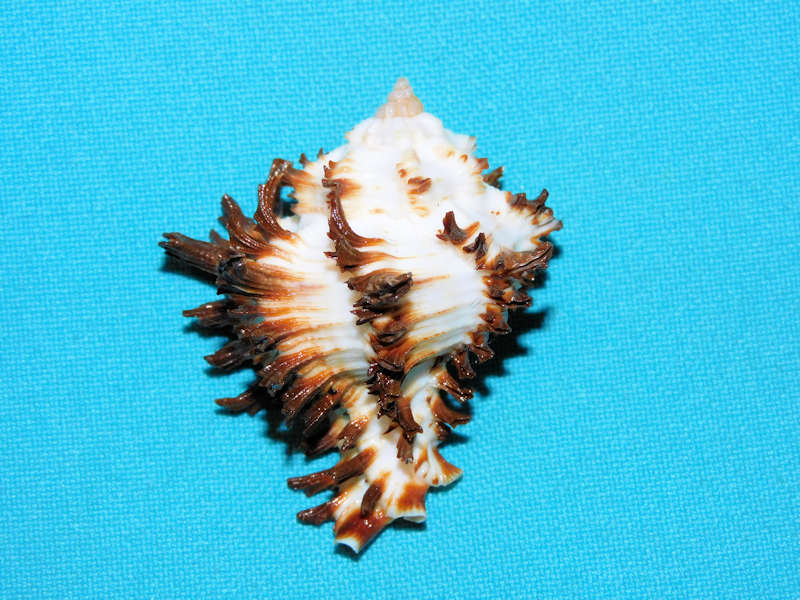 Hexaplex cichoreum 2” or 50.45mm. w/o."Dwarf"#700491 Hexaplex cichoreum 2” or 50.45mm. w/o."Dwarf"#700491