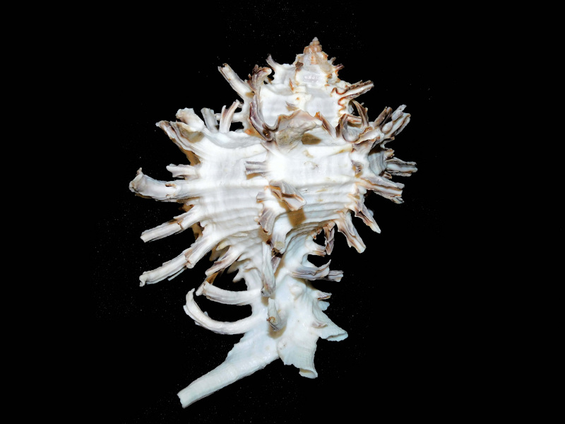 Chicoreus cichoreum 4 7/8” or 125.29mm. "Philippines" #700350 Chicoreus cichoreum 4 7/8” or 125.29mm. "Philippines" #700350