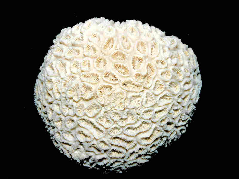 Dichocoenia caloosahatchiensis 3 1/4" wide or 82.18mm."Bonita Grande Aggregates" Lot#17965 (image for) Dichocoenia caloosahatchiensis 3 1/4" wide or 82.18mm."Bonita Grande Aggregates" Lot#17965