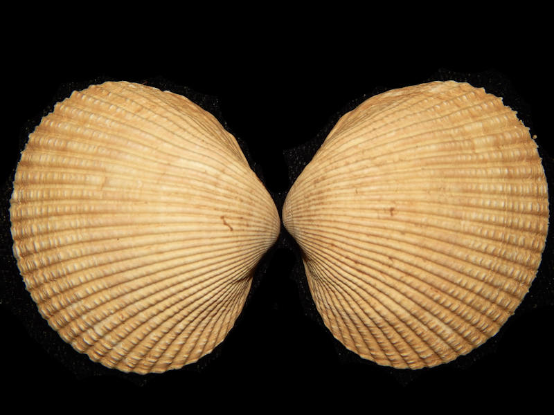 Clinocardium ciliatum 41.59mm-British Columbia Lot#14856 Clinocardium ciliatum 41.59mm-British Columbia Lot#14856