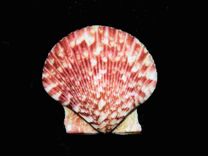 Argopecten circularis 1 5/8” or 41.71mm. Mazatlan Lot#17931 (image for) Argopecten circularis 1 5/8” or 41.71mm. Mazatlan Lot#17931