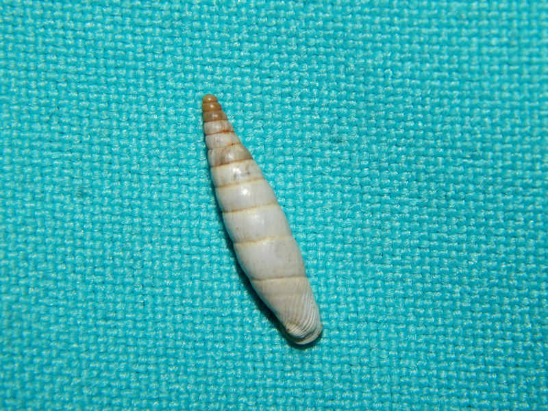 Albinaria nivea cithara 17.11mm.-Greece-Lot#16442 Albinaria nivea cithara 17.11mm.-Greece-Lot#16442