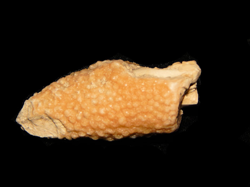 Petrochirus sp.2 7/8"-Rare Decapod Claw-Lot#11701 - Click Image to Close