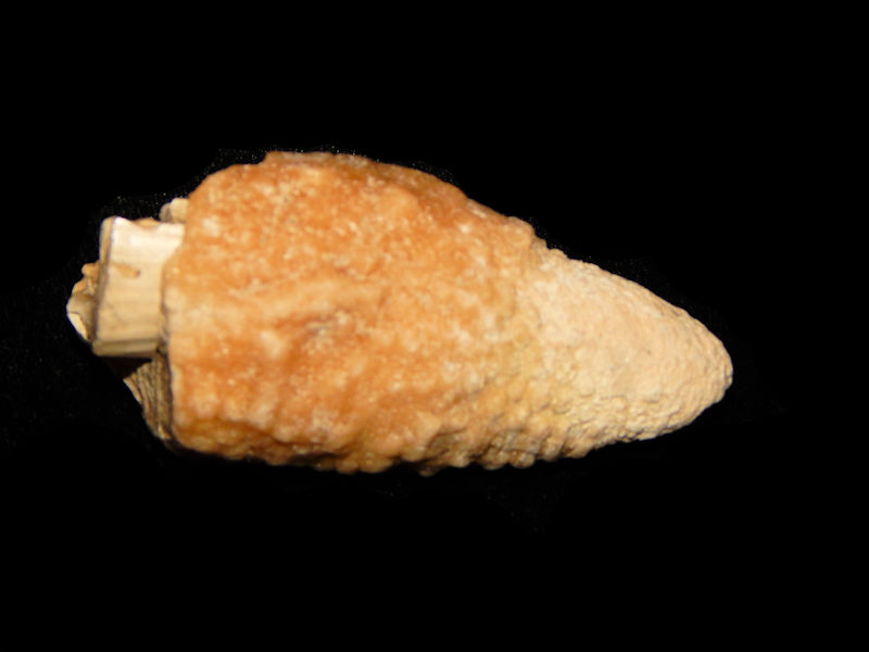 Petrochirus sp.2 7/8"-Rare Decapod Claw-Lot#11701