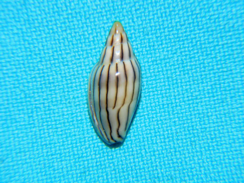 Marginella cleryi 18.11mm."Senegal" #17498 - Click Image to Close