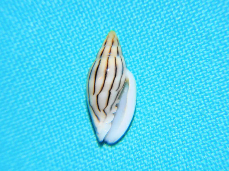 Marginella cleryi 18.11mm."Senegal" #17498