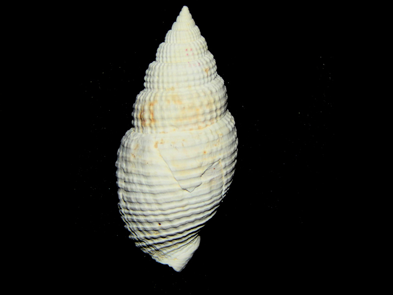 Cancellaria clewistonensis 1 3/4"-Brantley Pit Rare-Lot#16235 Cancellaria clewistonensis 1 3/4"-Brantley Pit Rare-Lot#16235
